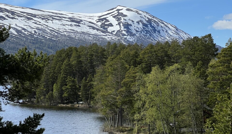 Fiskekort for Lesjaskogsvatnet