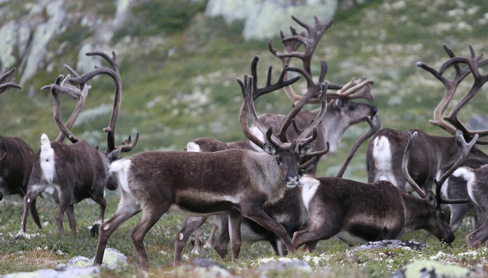 Som drøvtyggere trenger reinsdyr mye tid til å beite og fordøye maten, så de kan feite seg opp til den lange vinteren. Sett deg inn i Villreinvettreglene før du drar på tur til et villreinområde.