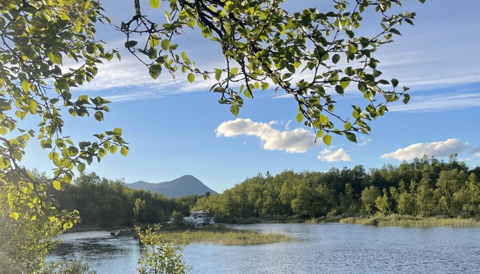 I Buaråne kan det gå virkelig flotte ørreter.