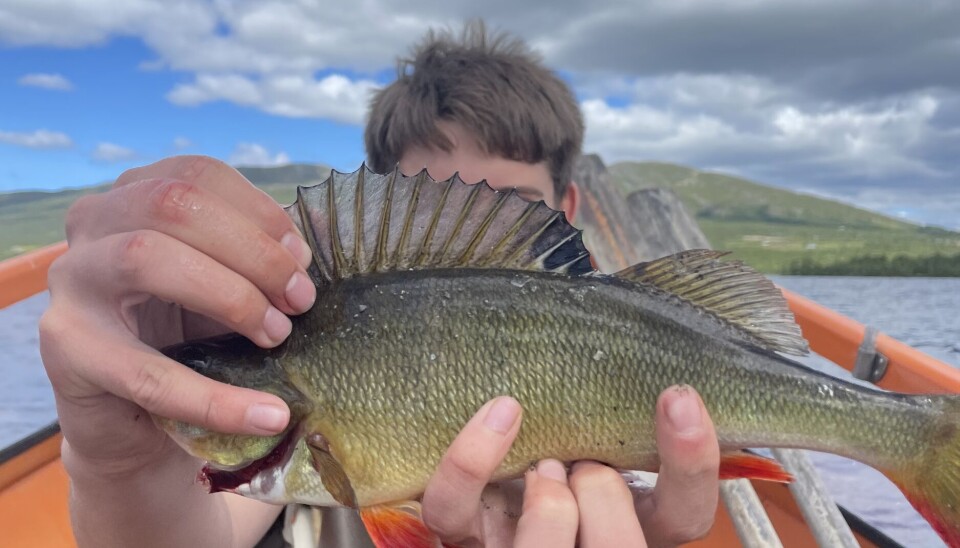 Både flott abbor og ørret i Storfjorden