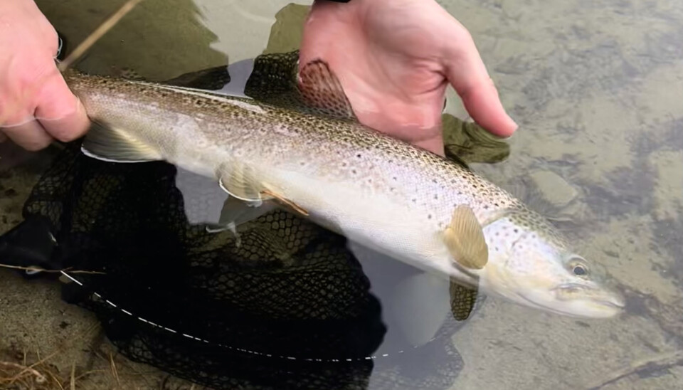 Det er flere vann, bekker og elver i Dalsida og Lordalen statsallmenninger, hvor ørreten trives godt.