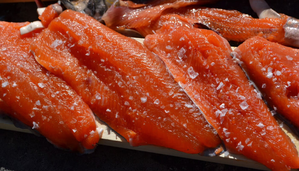 Det er massevis av fiskevann med ørret og bekkerøye i området.