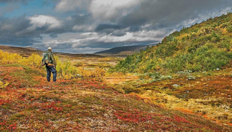 Høstens småviltjakt er høydepunktet for mange, og ikke bare på grunn av maten du kan få på bordet. Naturen lokker også med sprakende farger og ren klar luft.