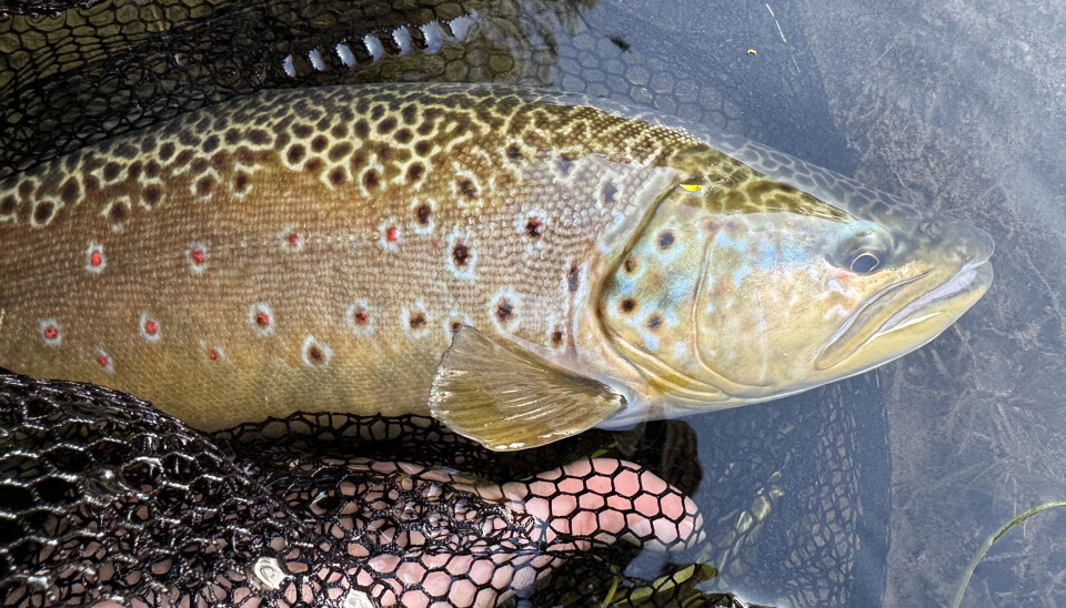 Ørreten har sin egen høstbunad.