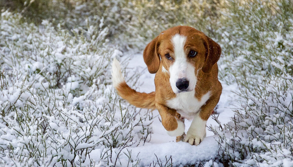 Selv drevne drevere kan bli stressa på nyttårsaften. Gi hunden din en frihelg på en inaturhytte.