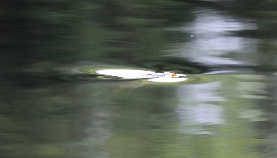 Karper har sin egen måte å vake på. Her ser vi byttet bli sugd ned ...