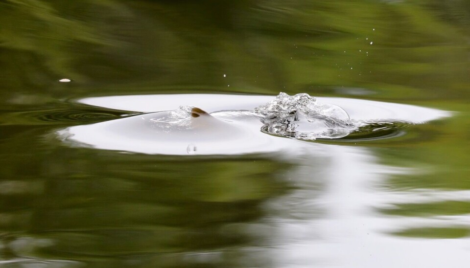 ... før fisken snur i et lite plask.