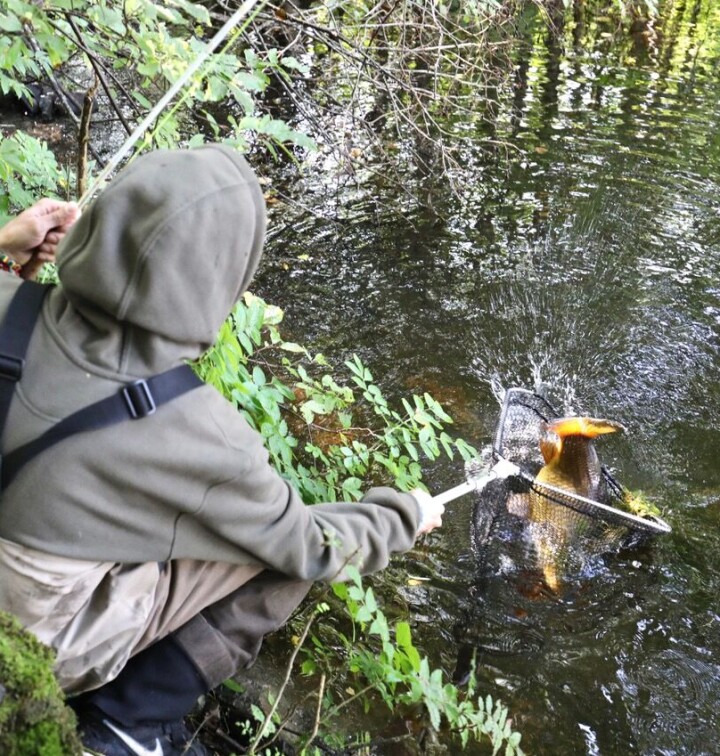 ... og et par utras til. Så er fisken klar for håven.