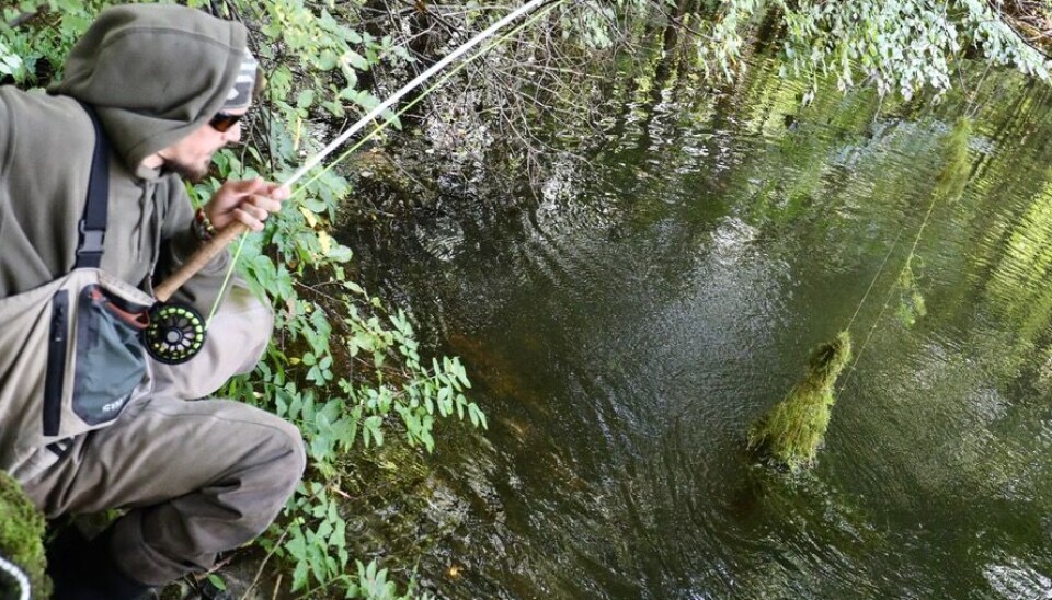 Hmm ... disse situasjonene krever sitt av utstyret. En karpe har kjørt seg fast i bunnvegetasjonen igjen.