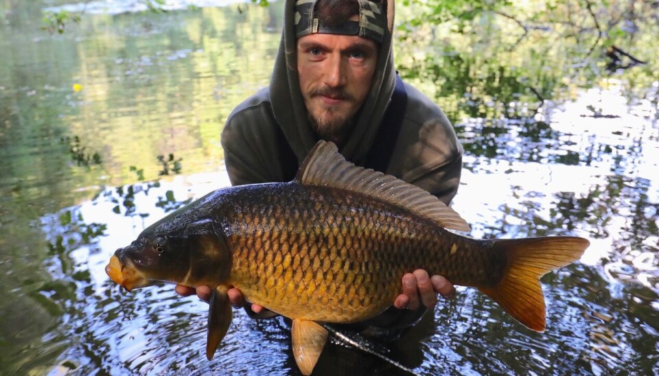 Fiskene er kraftige torpedoer.