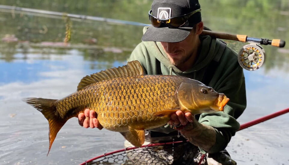 Den europeiske karpen er en ekstremt sterk fisk som også tar på flueutstyr. Prøv deg på den spennende arten med guide, bare 40 minutter fra Oslo.