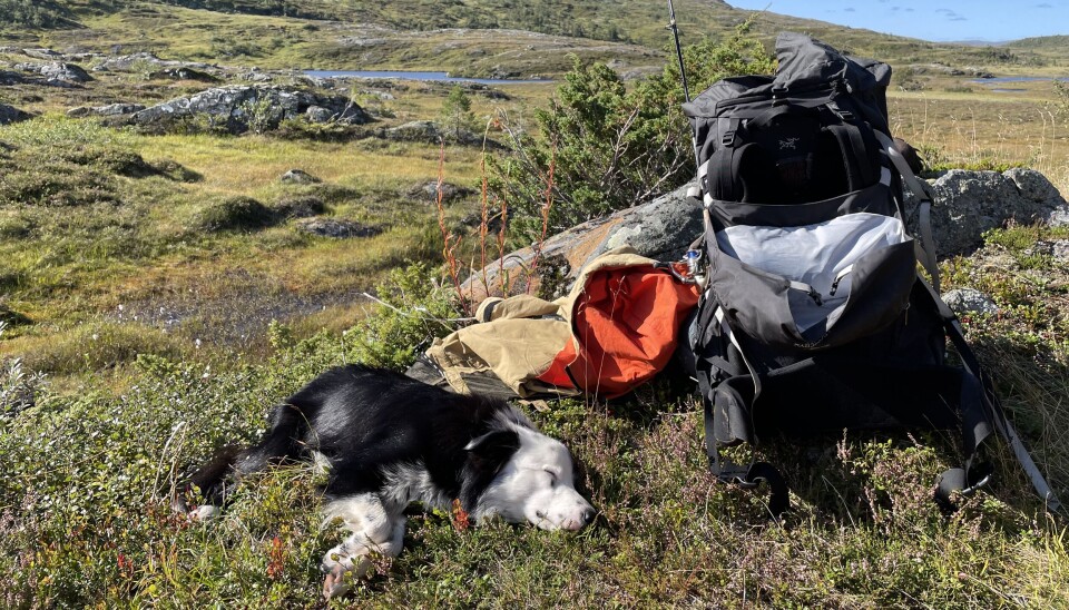 Å sovne i lyngen en sommerdag, er noe alle bør oppleve.