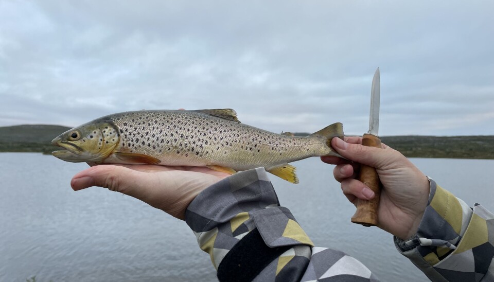 Liten smakebit fra Blåfjella.