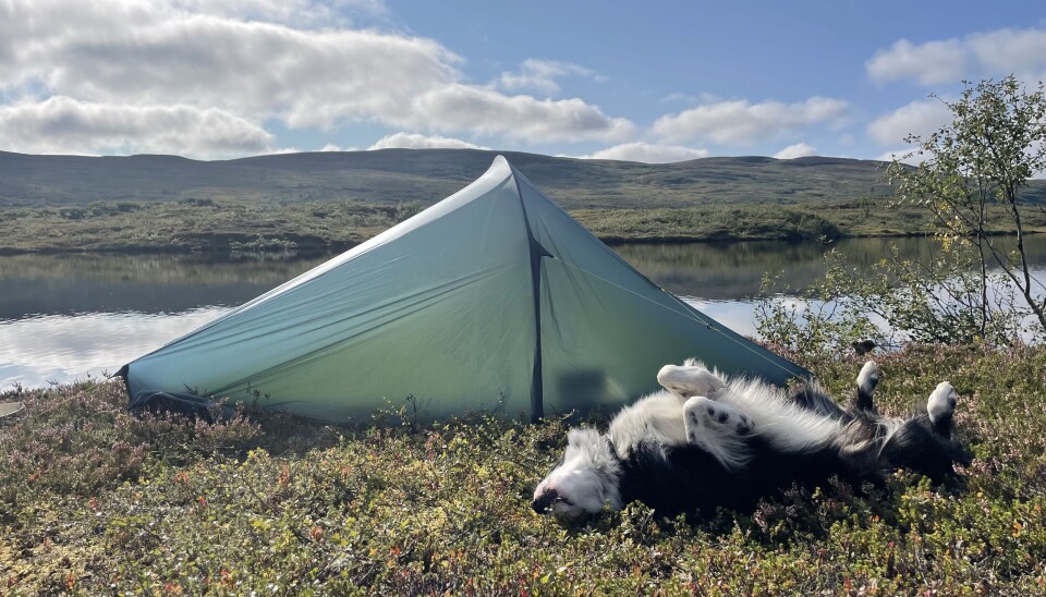Hunder har skjønt det - nyt livet og rull i lyngen!
