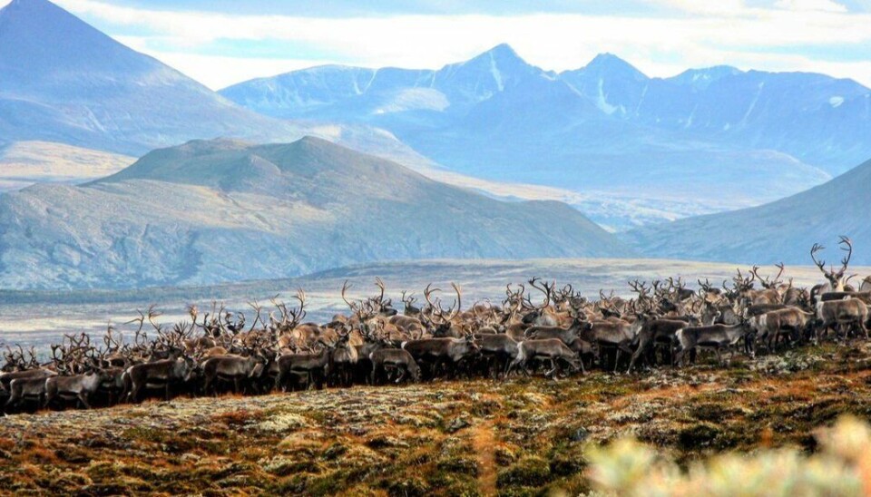 Villrein i Folldalsfjellene.