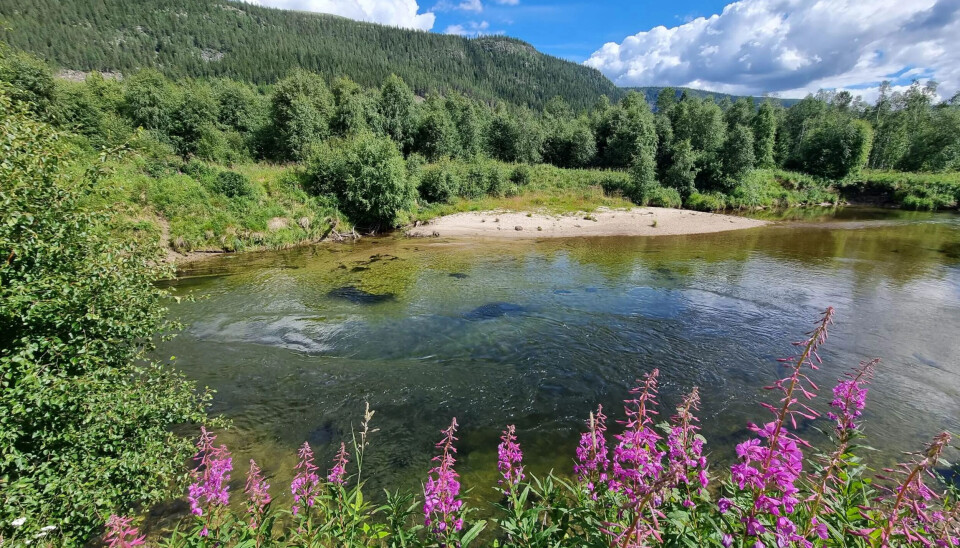 Brya er nydelig elv hvor ørreten beveger seg ganske mye til og fra Finstadsjøen.