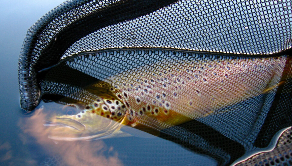 En solid høstørret fra Nordmarka. Nilssen vet hvor og når de vaker, og hva de tar på.