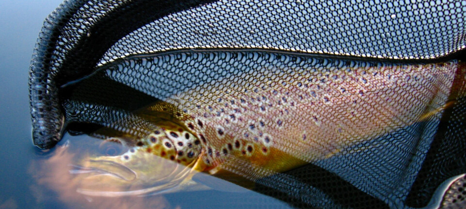 Bli med på fisketur med Lars Nilssen