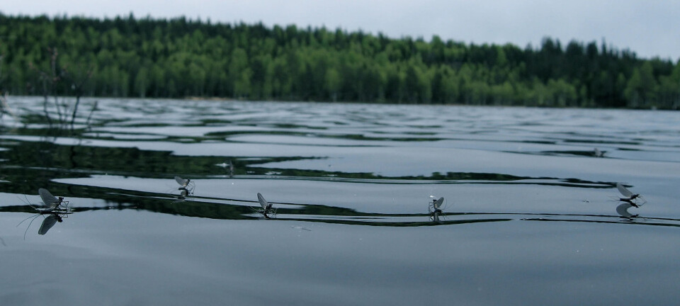 Leptophlebia vespertina – en liten døgnflue som kan få ørreten til å vake som besatt på noe helt annet en de voksne insektene. Da er det god med guide ...
