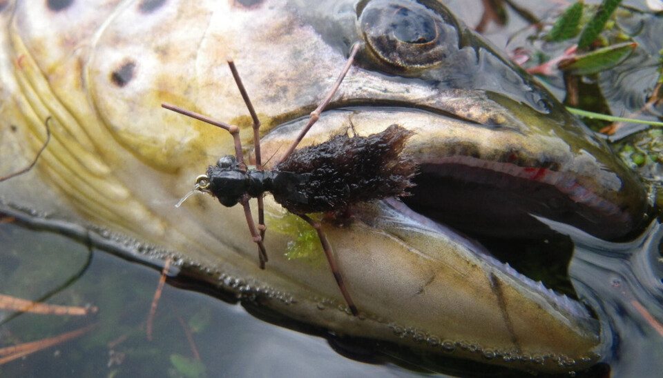 Noen ganger er ørreten småspist og vil haa små tørrfluer. Andre ganger kan de nesten ikke bli store nok og ha mange nok gummibein.
