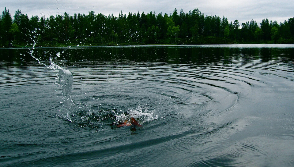 Det mangler ikke på action når en av Nordmarkas voksne ørreter klemmer til.