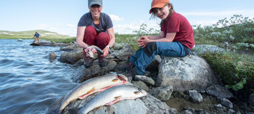 Innsidetips til ørretfiske i Børgefjell