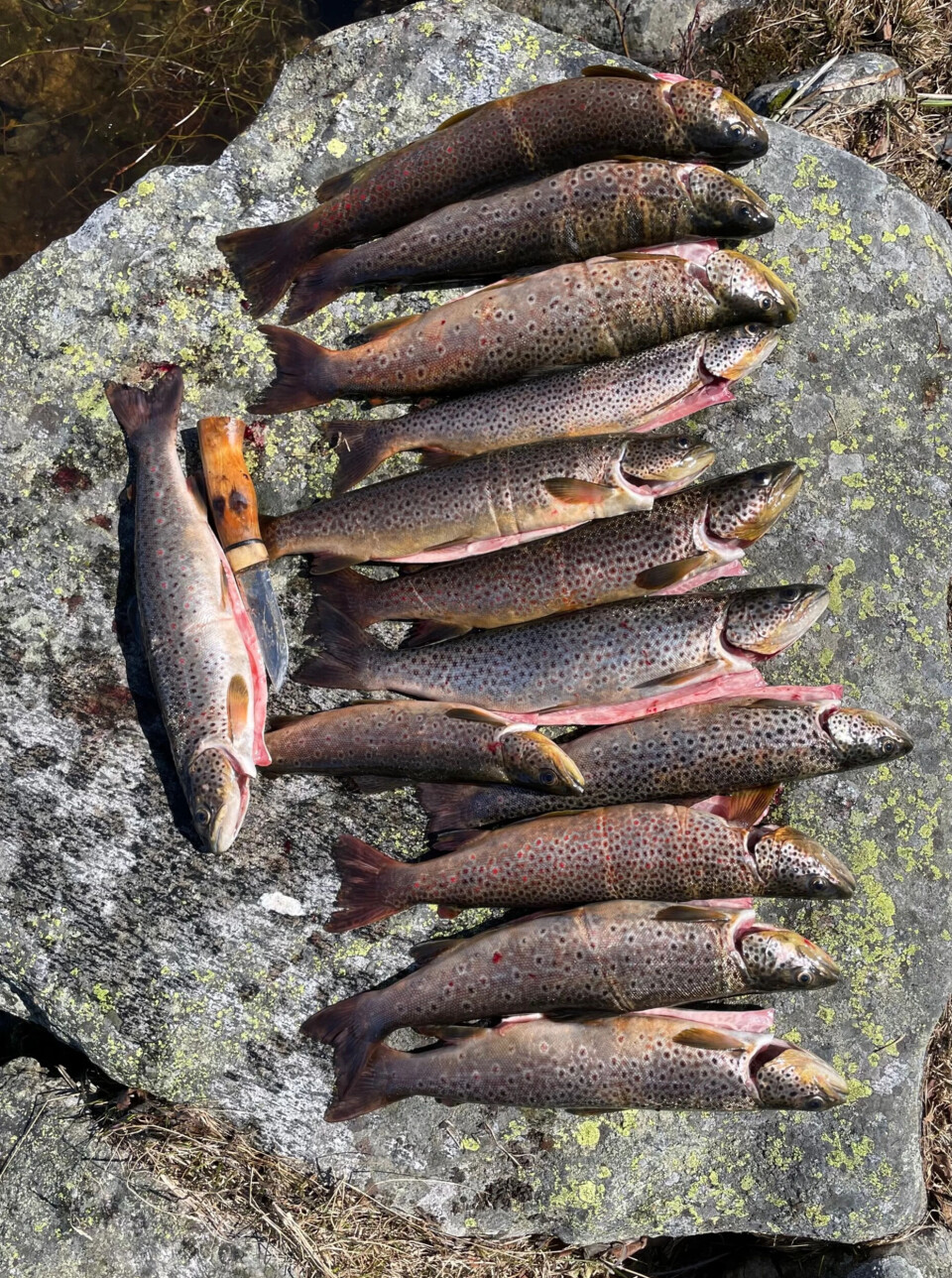 Prima garnfangst av eksepsjonell ørret fra Espedalen. Stangfiskere kan også gjøre gode fangster her.