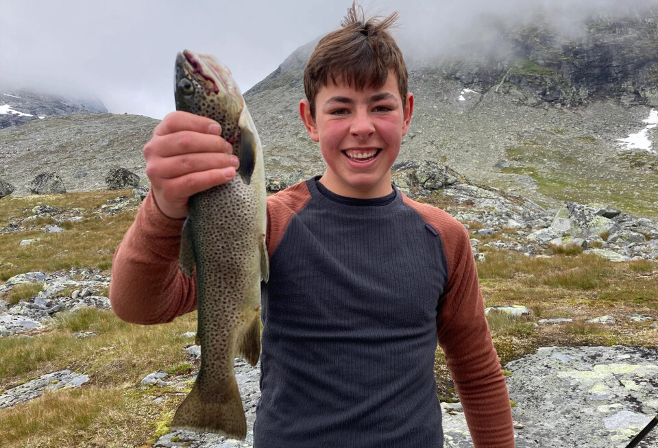 Flott ørret fra en tur til Gjertvasshytta.
