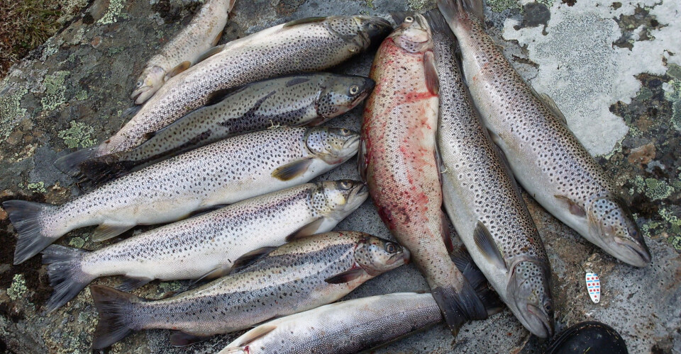 Rundt hytta fins det fjellaure av aller beste sort.