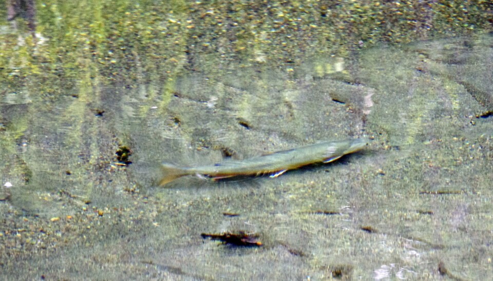 Elver og vassdrag i Indre Troms har ofte spritklart vann som her i et sideløp i Barduvassdraget. Og når røya er godt voksen som her er det greit å fiske annet enn ørret ...