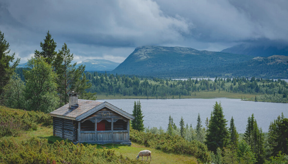 Veslestua i Rondane er bare et eksempel på hva du kan finne blant hyttene på Inatur.