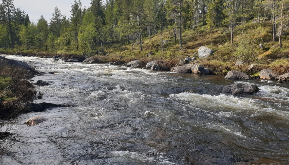 Mistra er ikke en enkel elv å bli klok på, men for de som prøver er belønningen fantastisk storørret fra Storsjøen.
