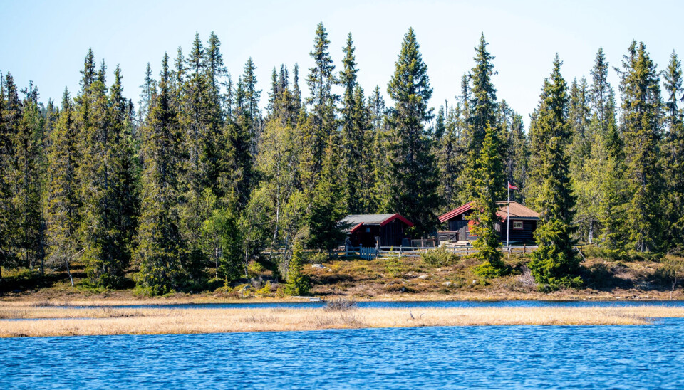Å få seg en skikkelig hytteferie i naturen behøver ikke koste så mye. Denne skogskoia i Åstdalen er et glimrende tips.