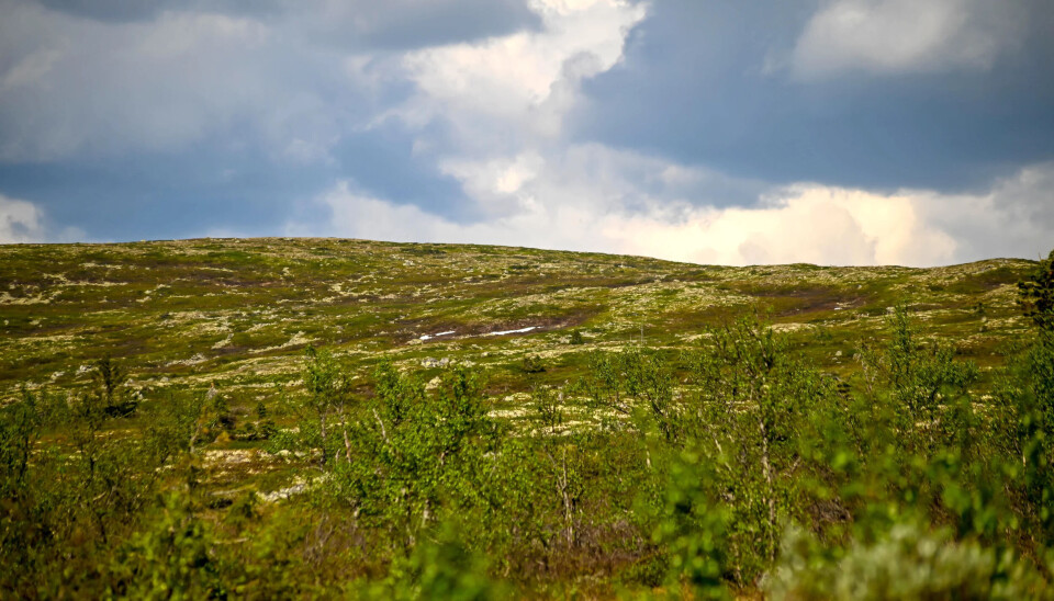 Turområdene rundt Godlidalshytta skuffer ikke.