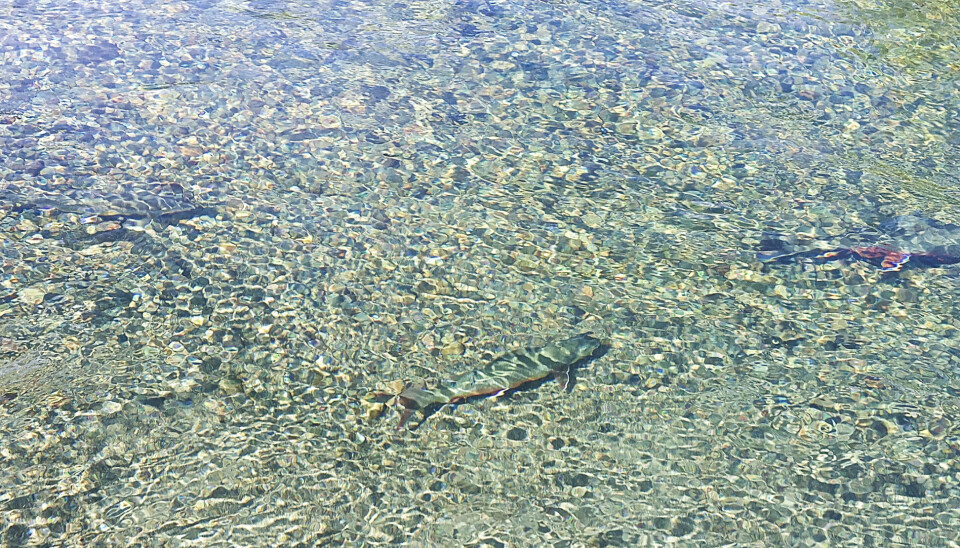 Røya er den viktigste fjhellfisken i Reisa nasjonalpark. Når det blir varmt i vannet kan den søke til kalde bekker for å kjøle seg ned. Da er den ofte lett å få øye på.