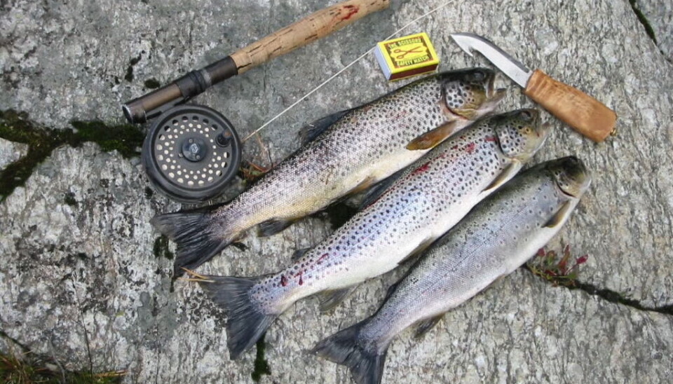 ... og vann med kmange mindre fisk. ENeste fiskeslag er ørret.