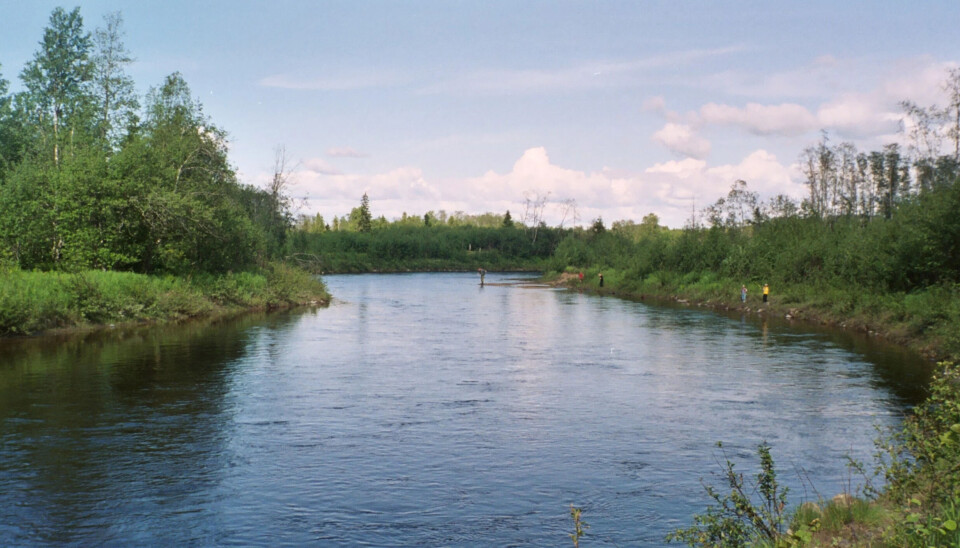 Jørstadelva på Snåsa er en klassisk storørretelv hvor fisken vandrer opp fra Snåsavannet.