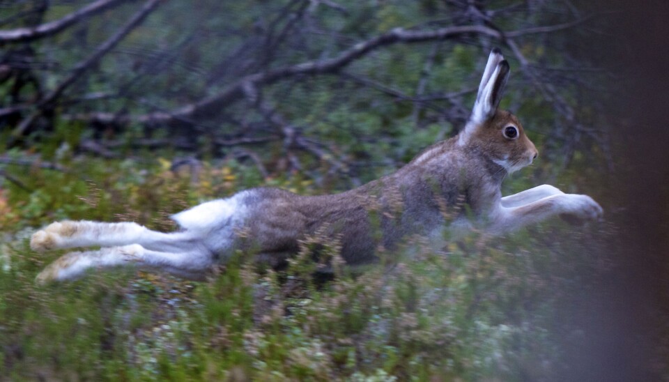 Harejakt er lett tilgjengelig men kan være krevende uten hund i skogen.