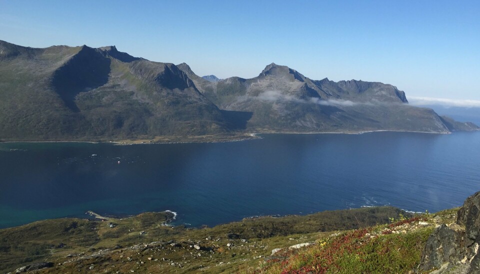 Nord på Senja er derimot støkkjakt på hare en annen sak.