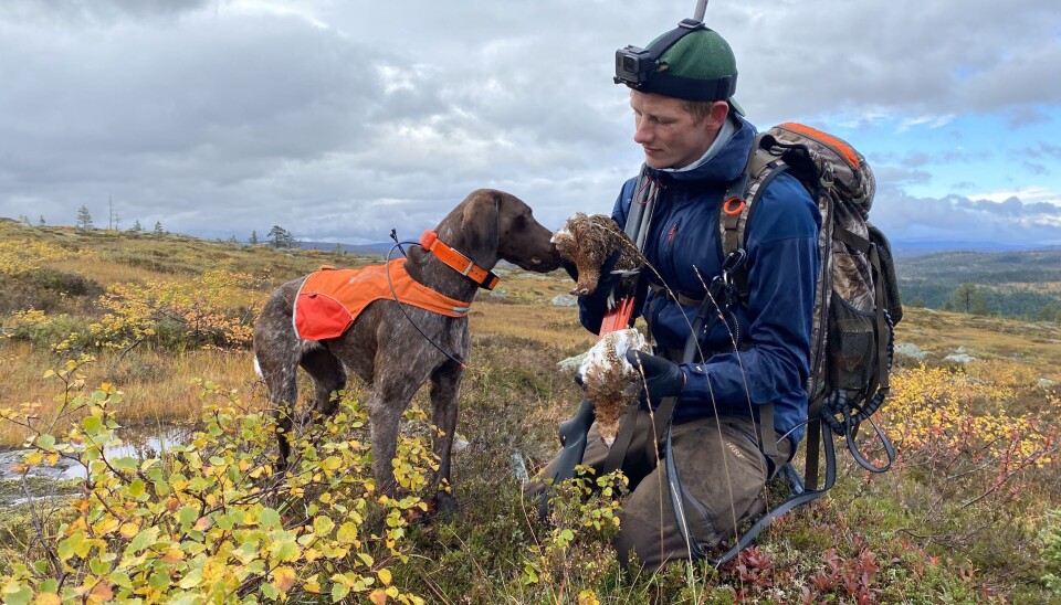 Glad fuglehund på rypejakt.