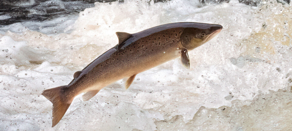 –  Takk for god rapportering, laksefiskere