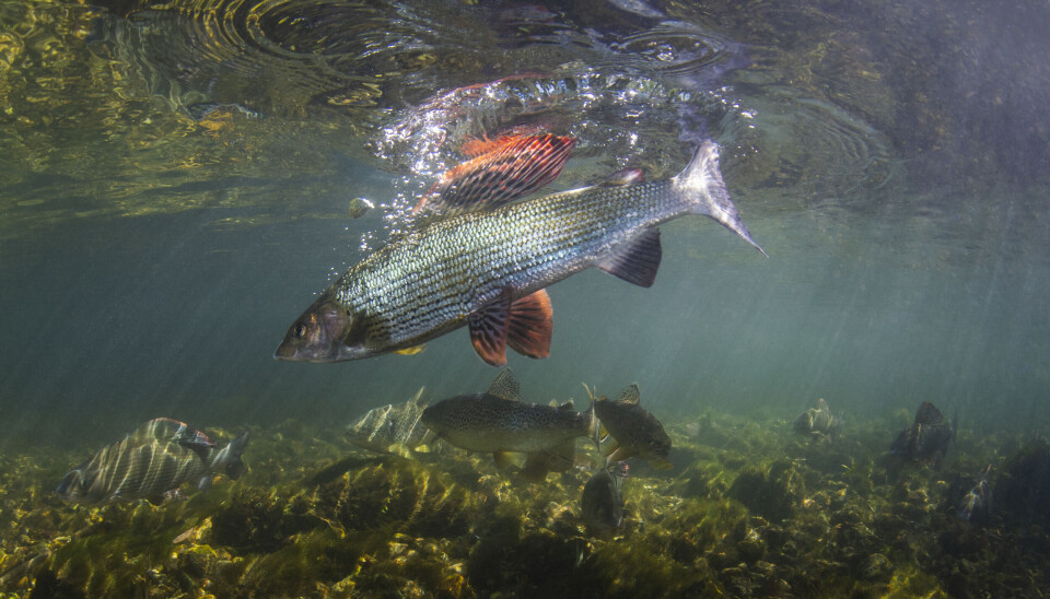 Harren er uten sammenligning den fisken i norske vassdrag som er mest aktiv i overflaten på høsten. Her får du noen av våre beste tips til godt høstfiske etter harr og ørret.