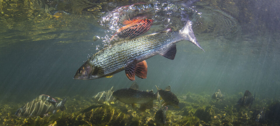 Fisketips for høstens harr- og ørretfiske