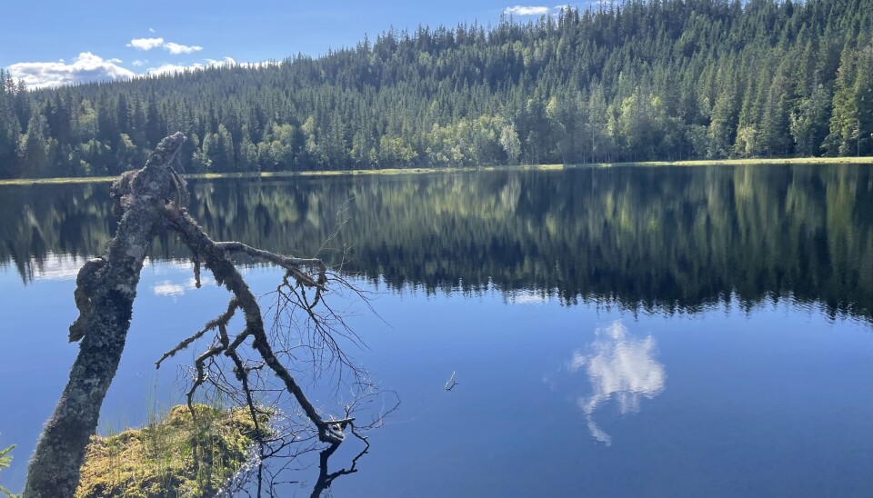 Du trenger ikke dra langt inn i Oslomarka før villmarksfølelsen er der.