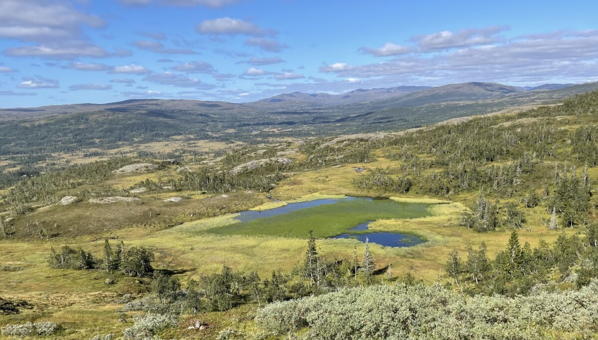 Skarvan og Roltdalen nasjonalpark – fisketur i historiske omgivelser