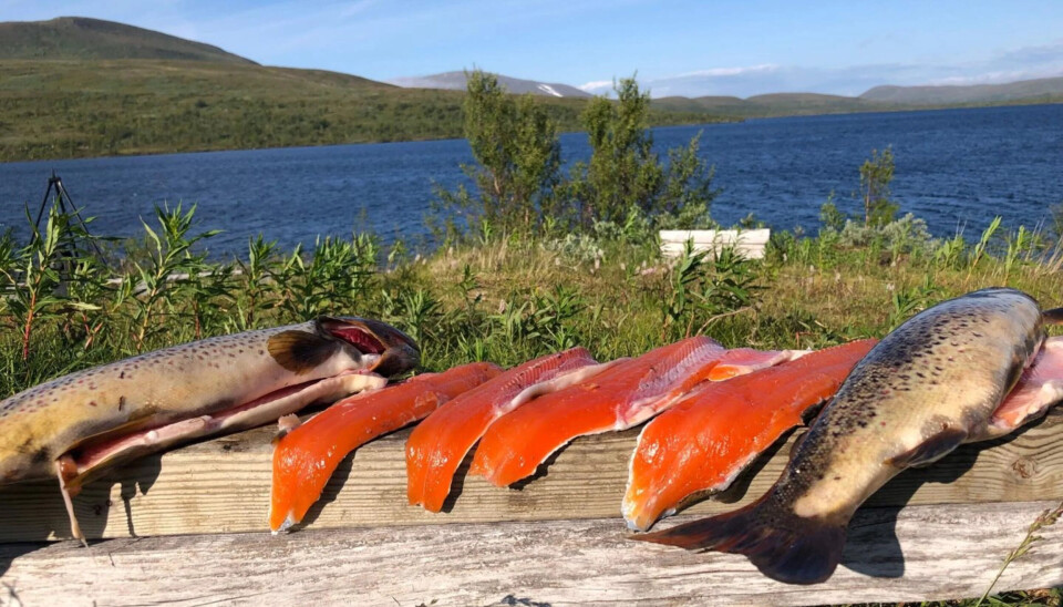 Fjellfiske i Hattfjelldal: Ørret og røye i Susendalen